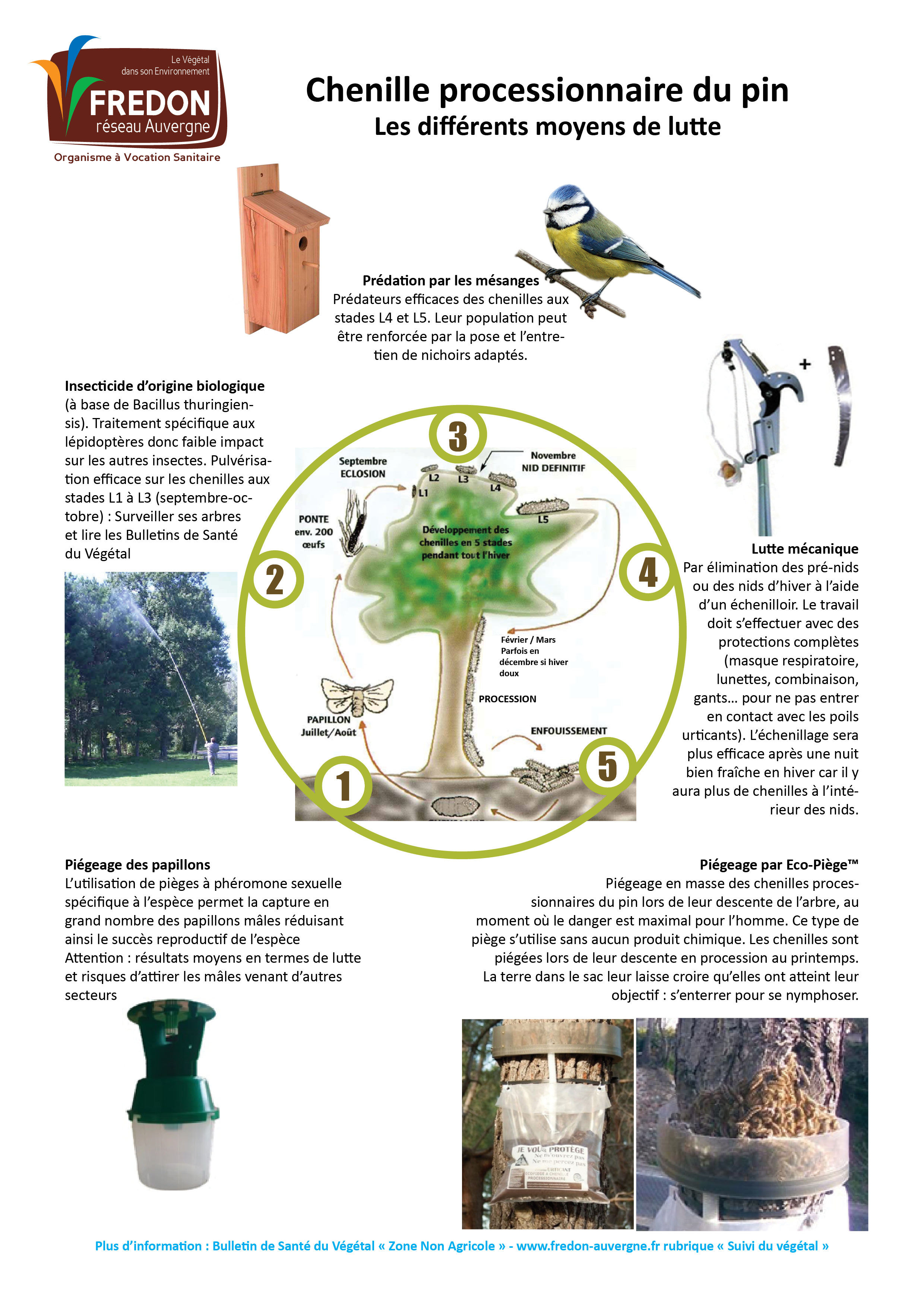 Cycle de vie de la Processionnaire du Pin