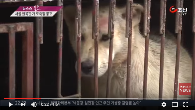 ‘Street of Horror’ Dog slaughterhouses in the heart of Seoul