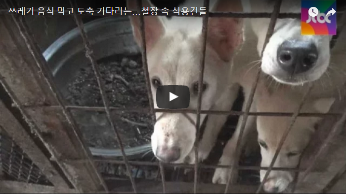 World Vision: Eating companion animals is detrimental to the health of Korean children.