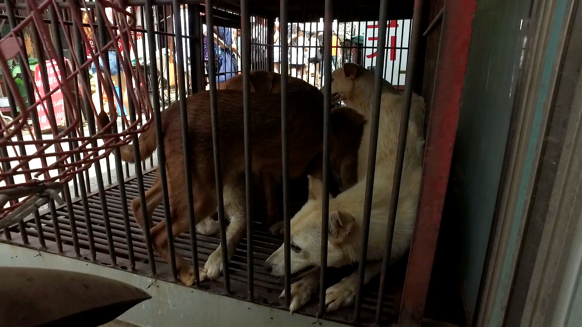 South Korea's Dog Meat Trade