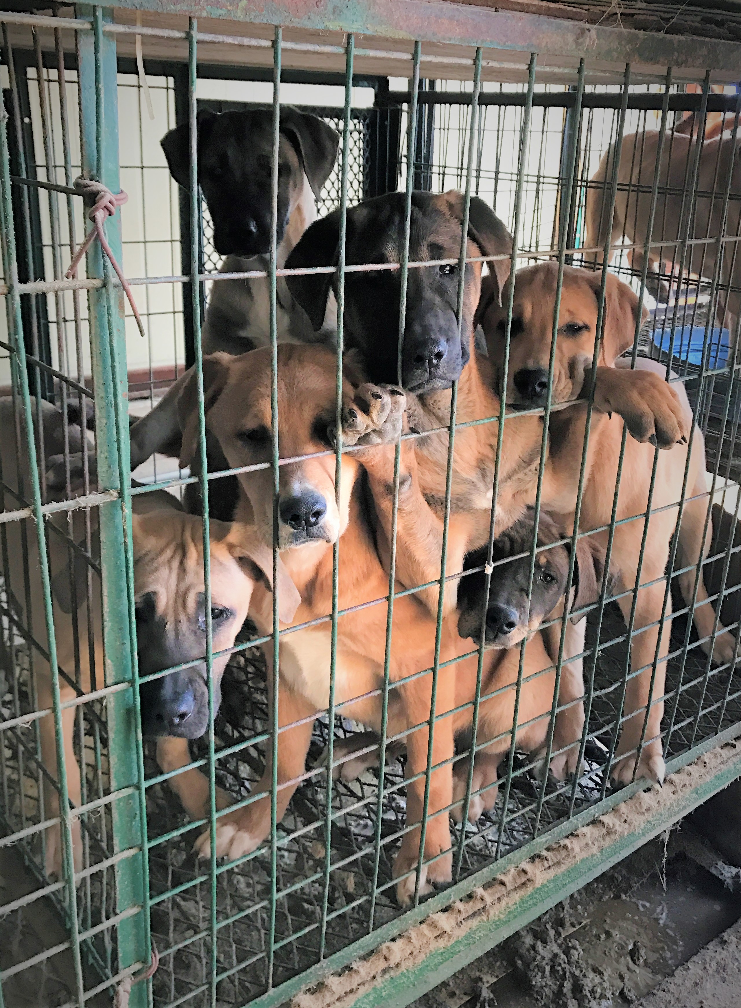 SaveKoreanDogs need your partnership to save the Korean dogs.