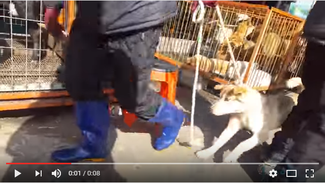 Small dog is being dragged to be slaughtered - Moran Market, Seongnam, Korea