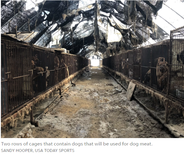 https://www.usatoday.com/story/sports/winter-olympics-2018/2018/02/12/inside-grim-scene-korean-dog-meat-farm-miles-winter-olympics/328322002/?utm_source=sendinblue&utm_campaign=Dutch_skater_sparks_dog_meat_controversy_at_PyeongChang!__Only_2_Days_Left_of_PyeongChang_2018!&utm_medium=email