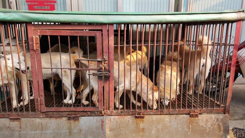Catholic Church in South Korea‐ Stop Promoting the Consumption of Dog Meat