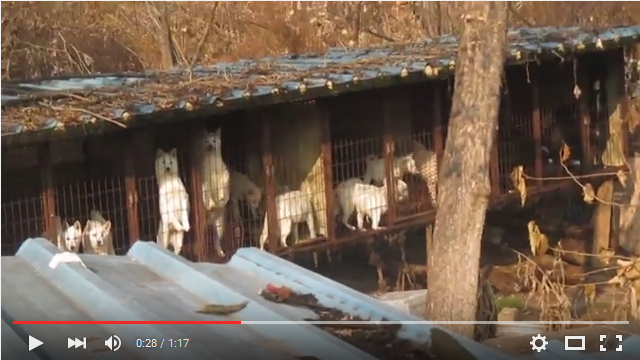 Incheon Munhak Dog Farm #4