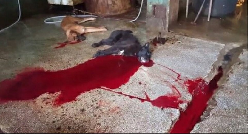 [Busan KAPCA] Shocking – Appeal deadline for Sangae-dong cruel dog slaughter case has passed