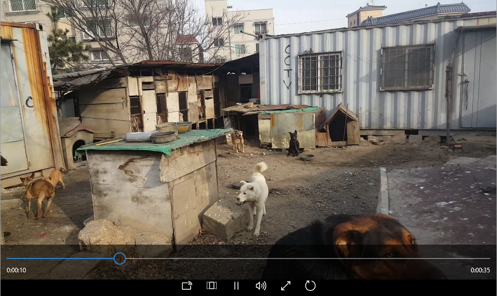 Illegal Dog Slaughter Scene in Cheongcheon-dong, Bupyeong-gu, Incheon 