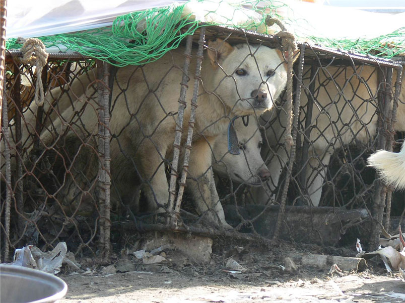 WSAVA: Speak Out Against The Dog and Cat Meat Trade in South Korea.