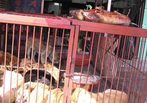 Major Victory!!! Mayor Merola of Bologna has raised his concerns to Seongnam’s Mayor Lee about the dog and cat meat trade.