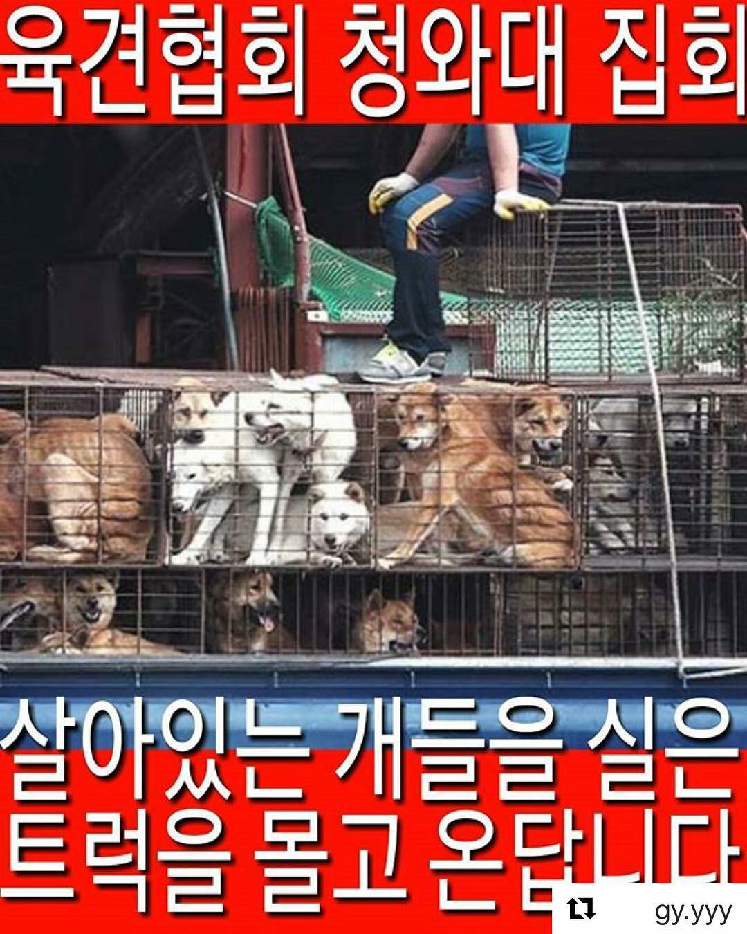 Urgent Call to Action – Stop the Korean Dog Slaughters’ Demonstration in Seoul!