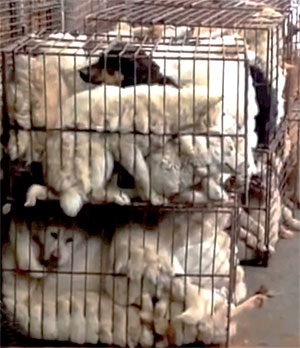 Dogs transported from Jeju to mainland Korea 