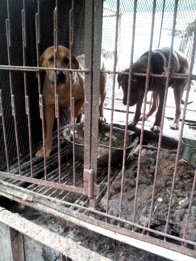 Yongdang Dog Farm Shut Down