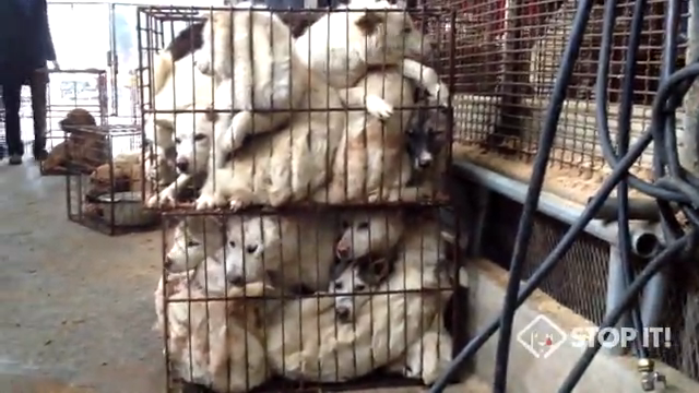 Shocking Cruelty of South Korean Dog Meat Industry
