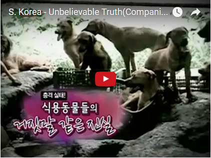 S. Korea – Unbelievable Truth (Companion Animals for Consumption)