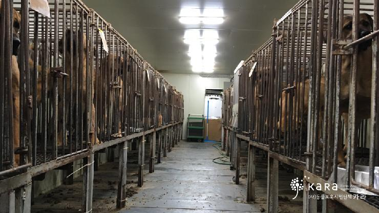 [Press Conference] Seoul National University’s Dark Connection with Dog Meat Farms – We Demand the Truth from SNU!