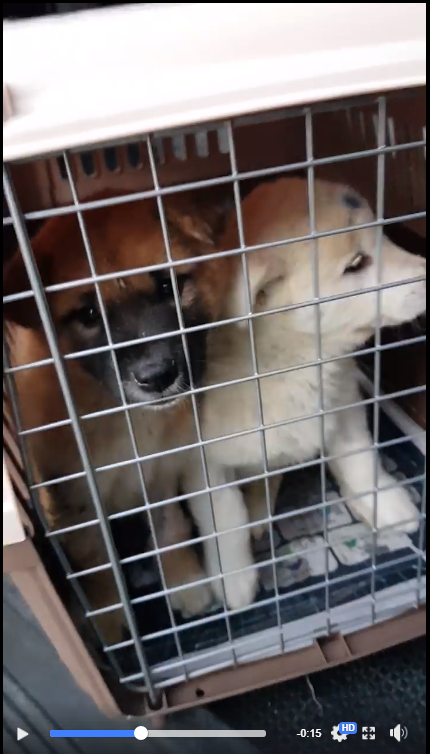 https://www.facebook.com/SaveKoreanDogs/videos/vb.425073497642716/1102327953250597/?type=2&theater&utm_source=sendinblue&utm_campaign=Seoul_National_Universitys_Dark_Connection_with_Dog_Meat_Farms__We_Demand_the_Truth_from_SNU!&utm_medium=email
