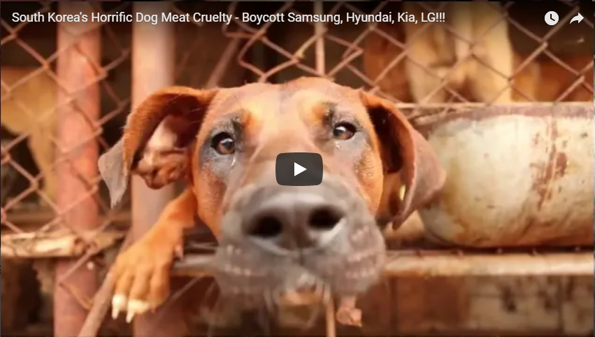 https://youtu.be/nVnoMicNrNY?utm_source=sendinblue&utm_campaign=URGENT__DEADLINES_APPROACHING_Clicks_for_2_Official_Korean_Government_Petitions_against_Dog_and_Cat_Meat_Consumption!&utm_medium=email
