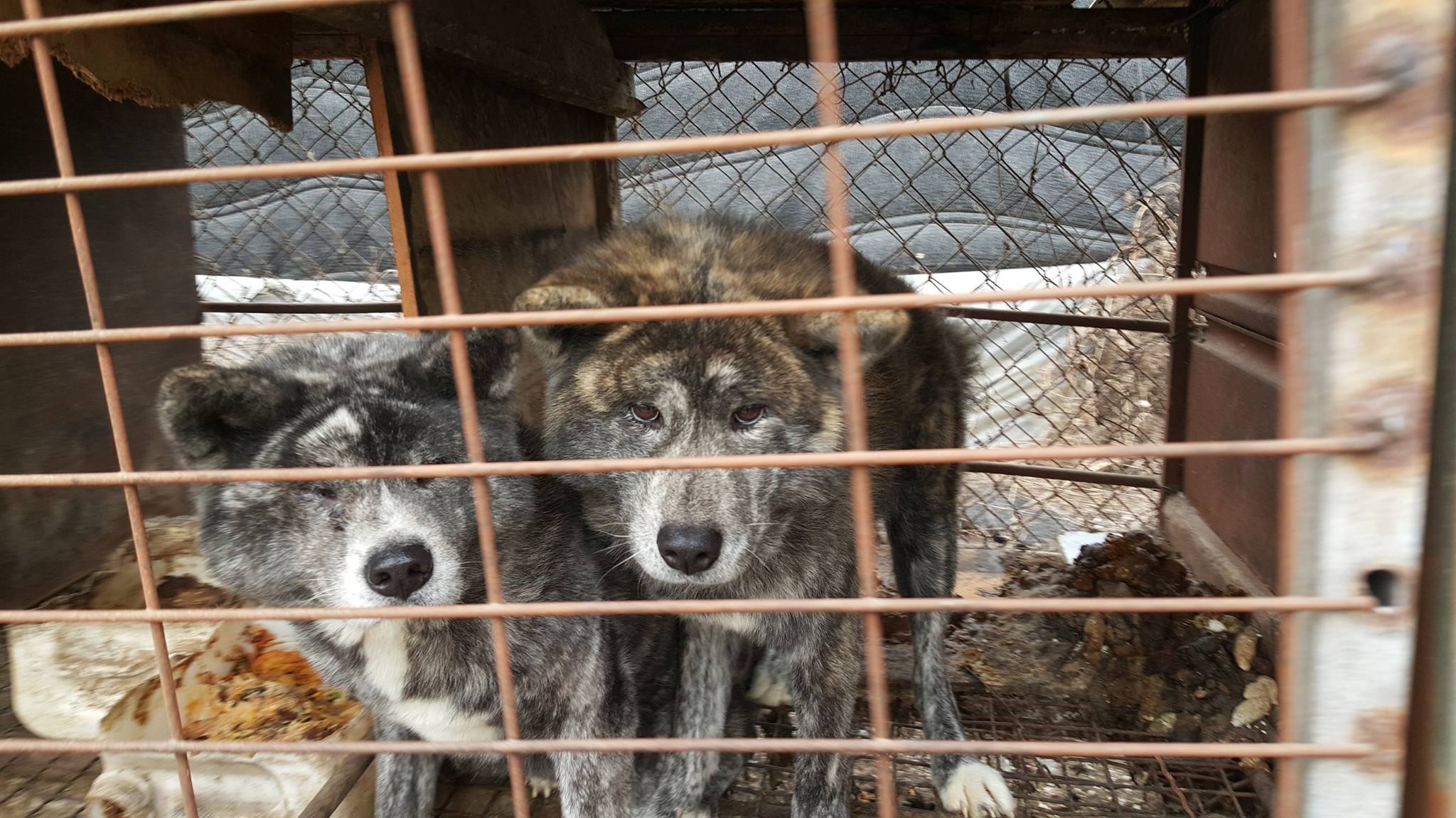 Victory! Incheon Kyesan Dog Farm to shut down and the launch of tax evasion investigation