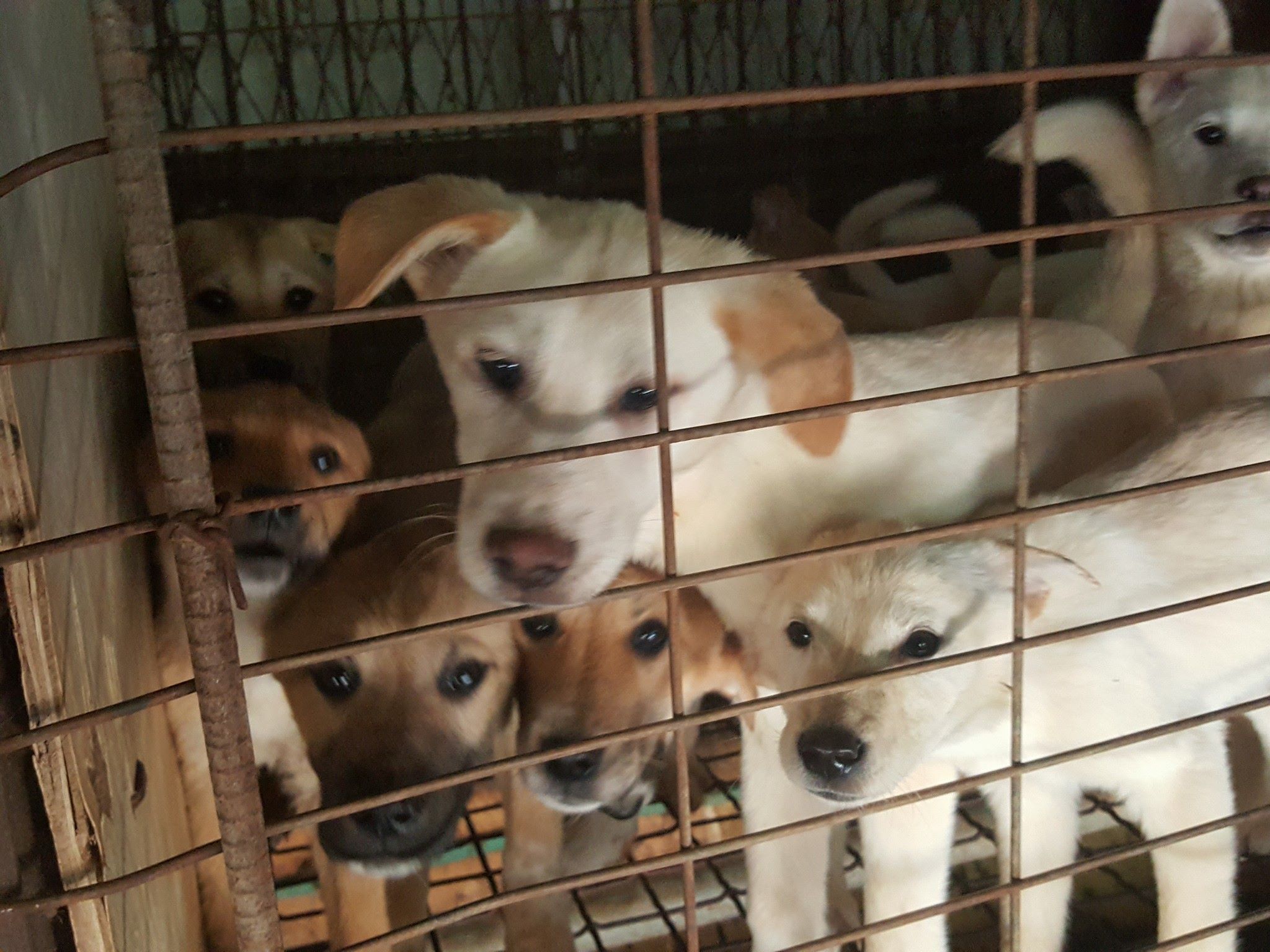 Nami Kim Saving the Korean 'Meat Dogs'