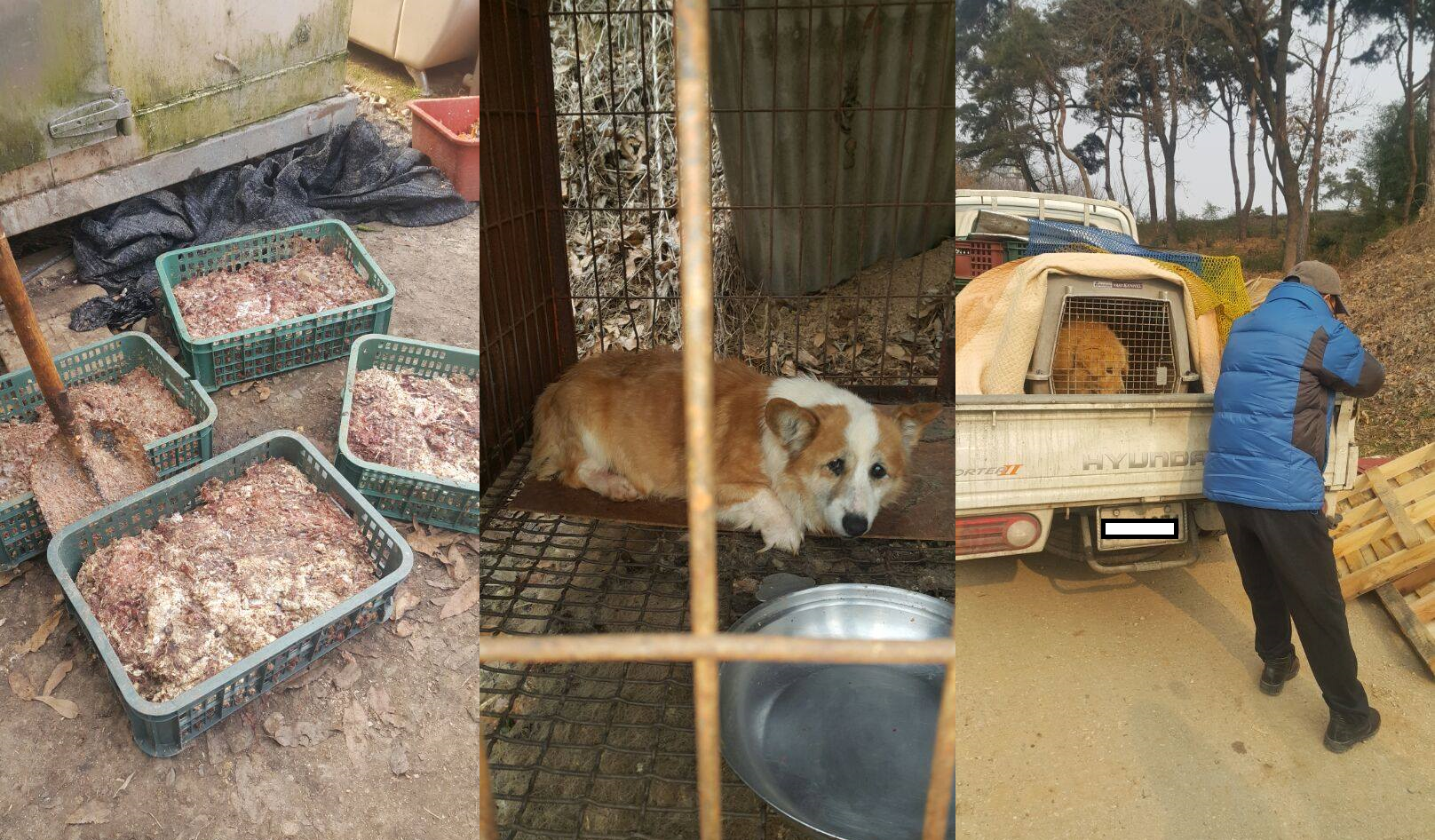 Call for Action: Illegal puppy mill/dog farm in Nonsan, Deokpyeong-ri.