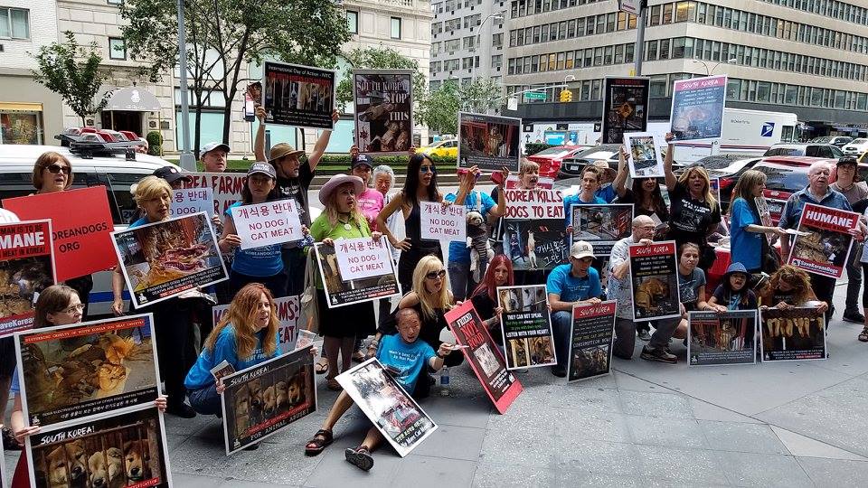 New York, South Korean Consulate General, ‘Boknal’ Demonstration for the South Korean Dogs and Cats (Day 3) – August 11, 2017 Organized by The Animals’ Battalion