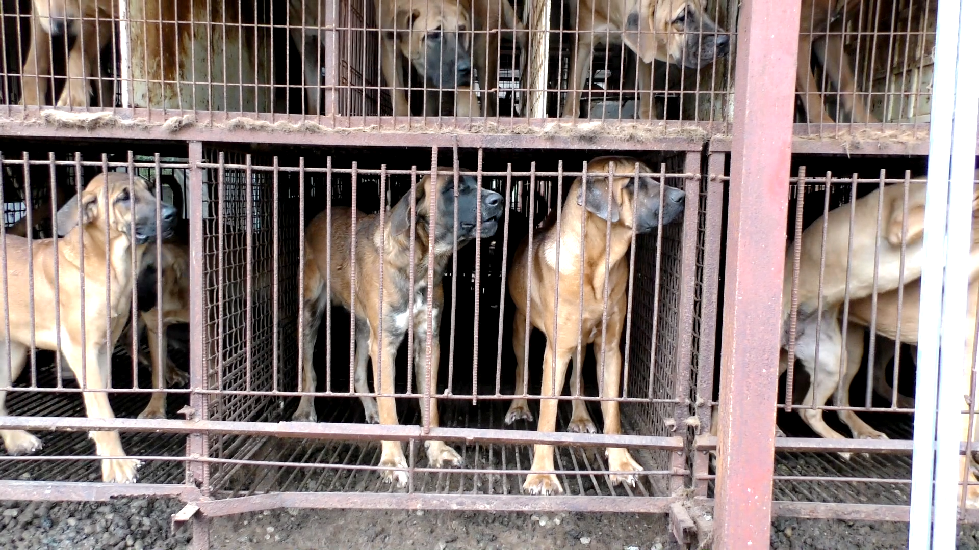 Photo: The Dog Meat Professionals: South Korea.  The Korea Observer.