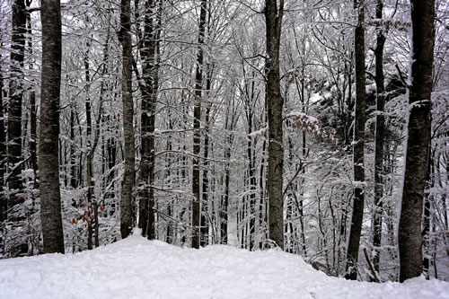 Traveler of Lost City: Snow