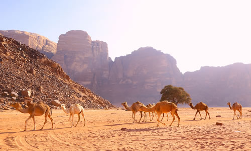 Traveler of Lost City: Wadi Rum