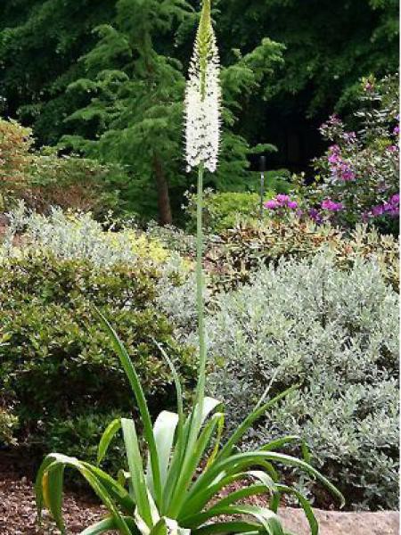 Quenouille de Cléopâtre de l'Himalaya