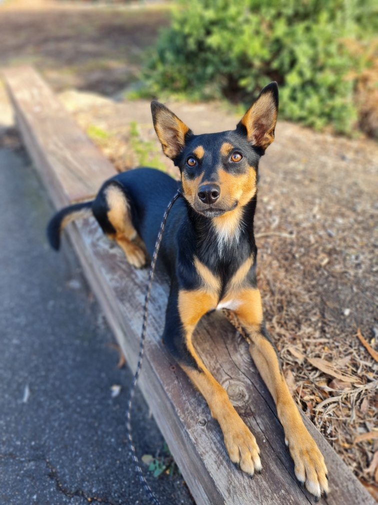 Black and tan kelpie lying on a wooden plank, looking at the camera