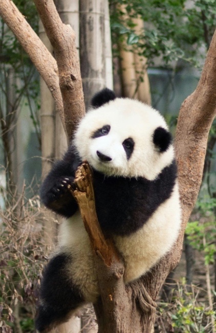Chengdu sfeer