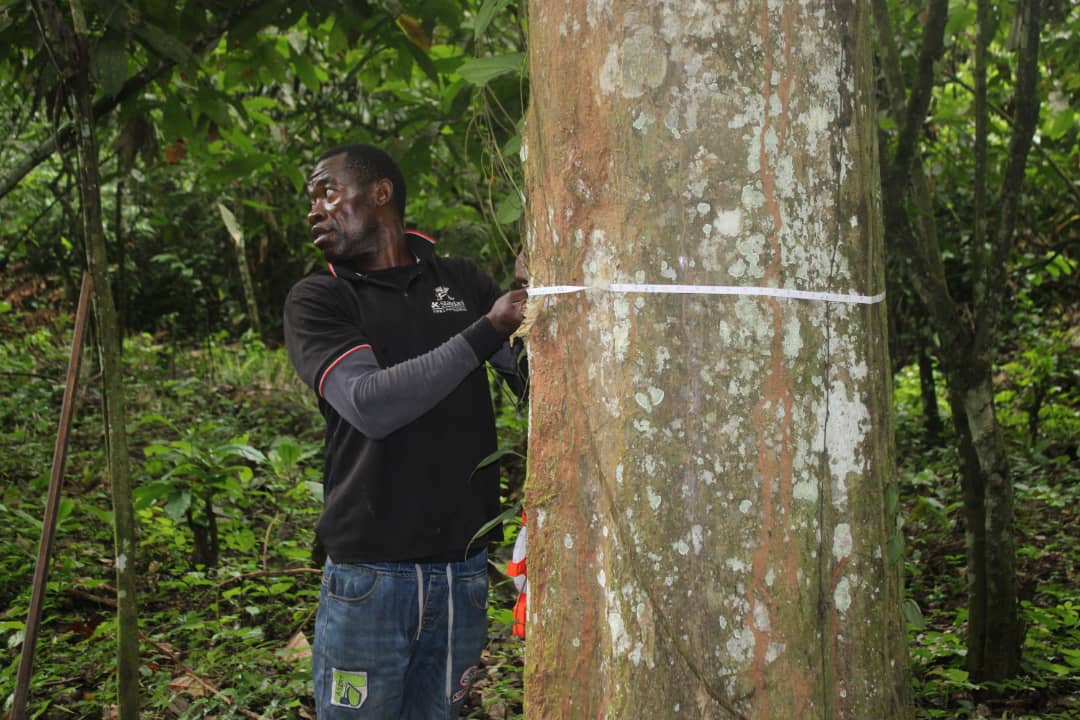 Praticien FECo mesurant un arbre pour le suivi de la dynamique forestière