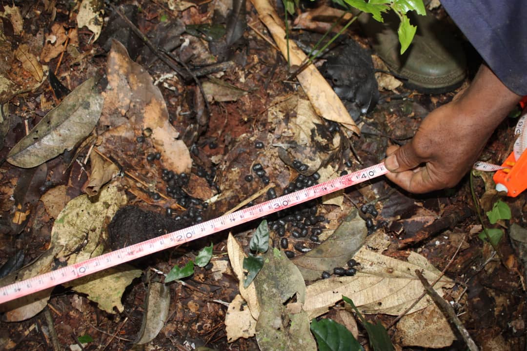 Relevé scientifique de terrain : mesure d'indices de biodiversité au sol