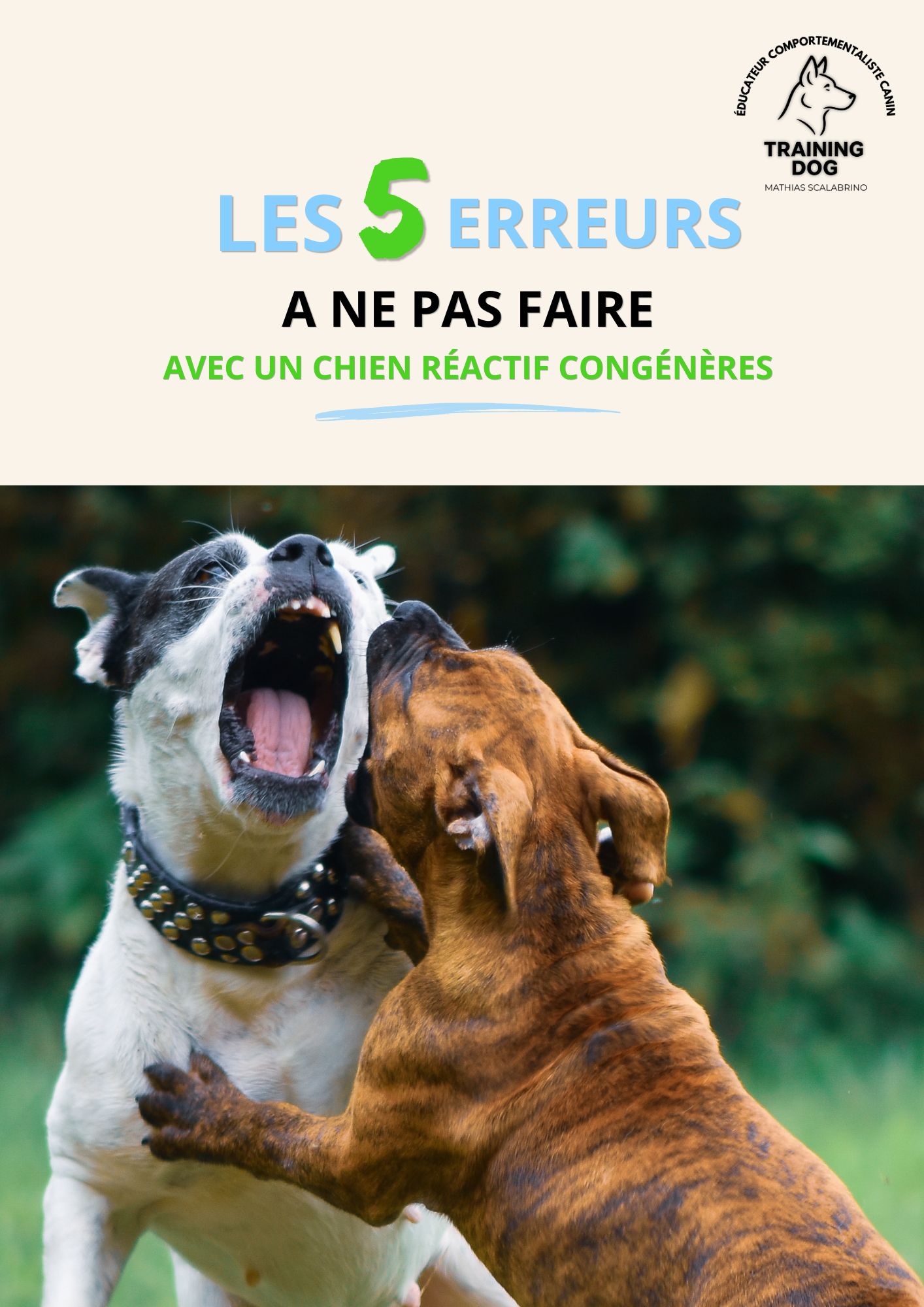education chien agressif