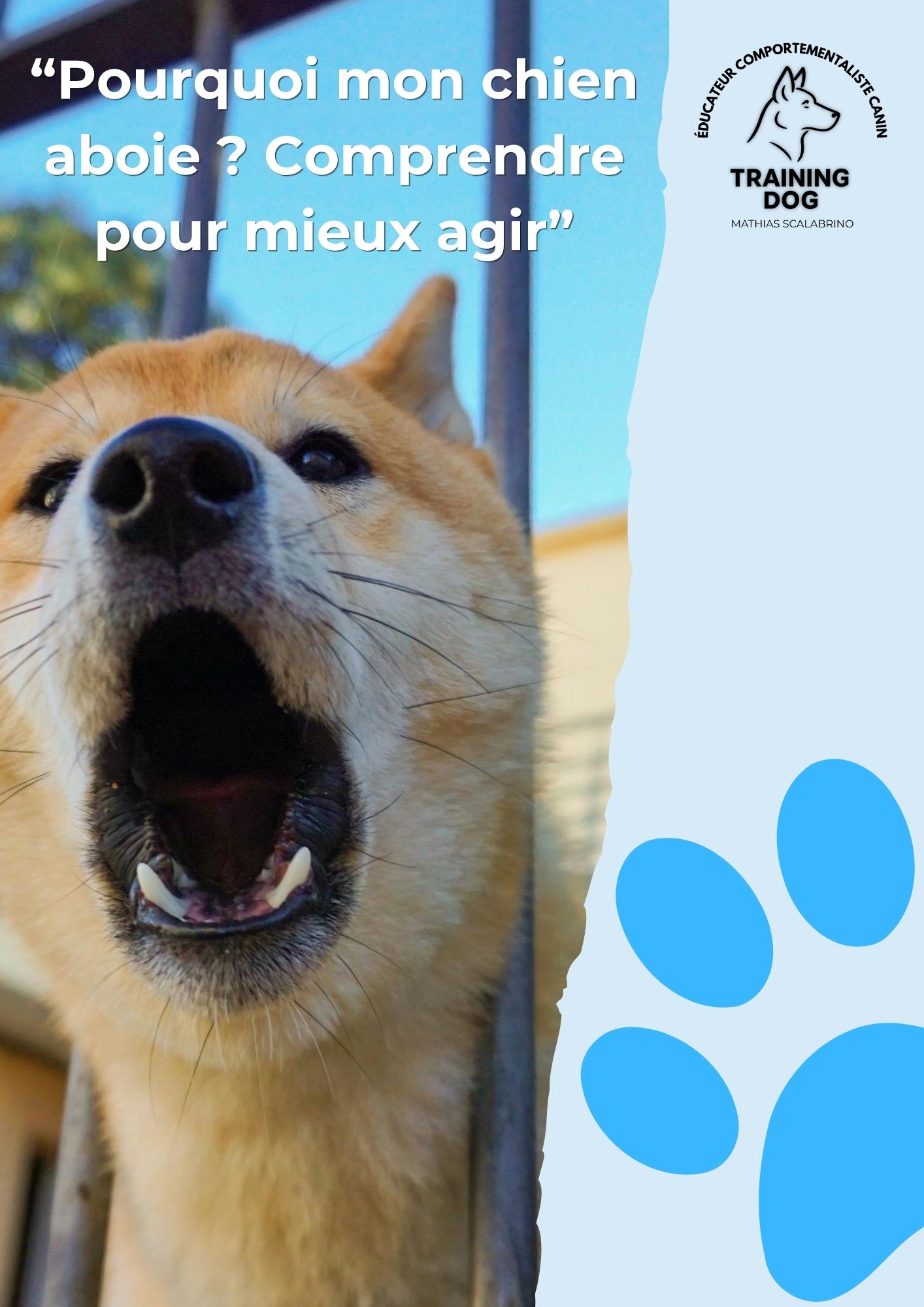 education chien qui aboie