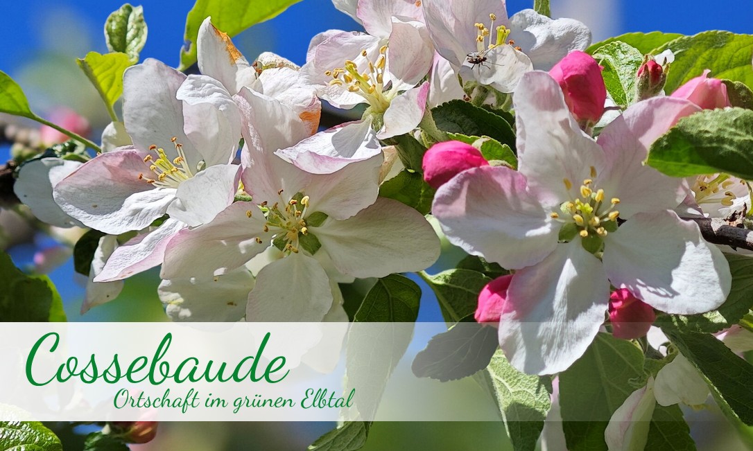 Apfelblüten mit Schriftzug "Cossebaude - Ortschaft im grünen Elbtal"