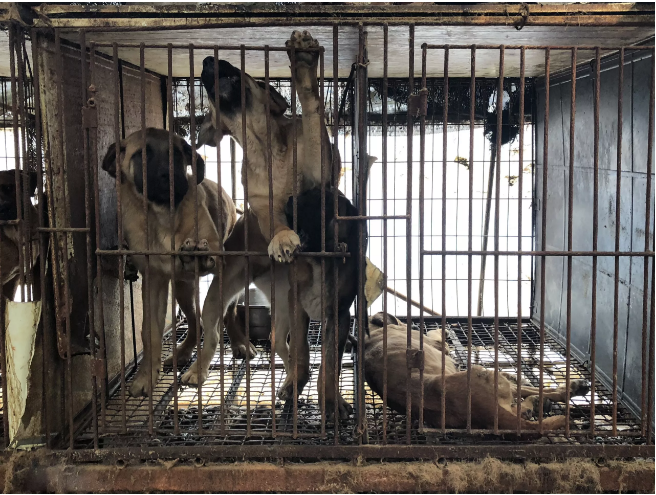 https://www.usatoday.com/story/sports/winter-olympics-2018/2018/02/12/inside-grim-scene-korean-dog-meat-farm-miles-winter-olympics/328322002/?utm_source=sendinblue&utm_campaign=URGENT_Only_4_Days_Left_of_PyeongChang_2018!__Response_from_PyeongChang_2018&utm_medium=email