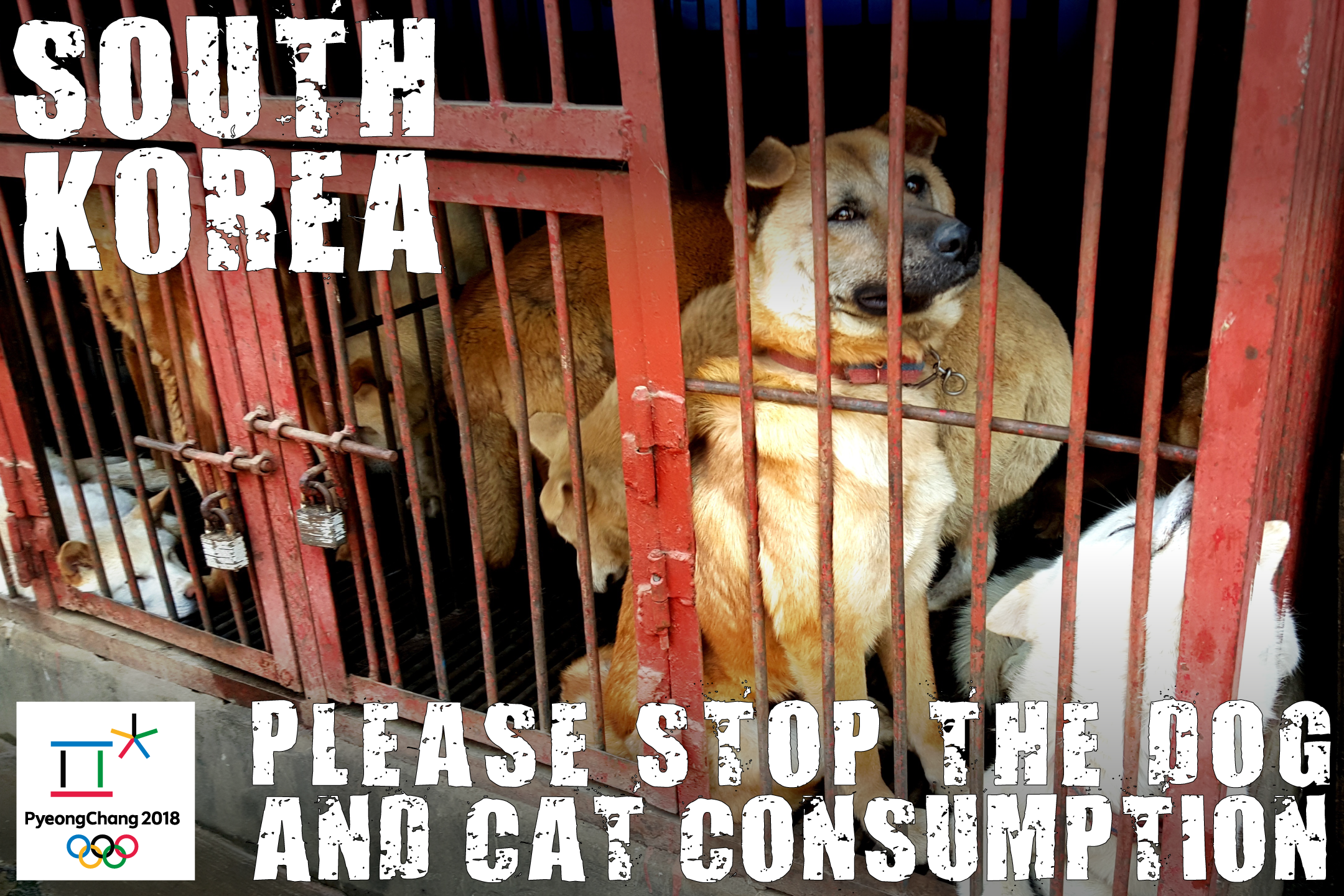 Pyeongchang’s project to hide the Dog Meat Restaurants from Olympic visitors!