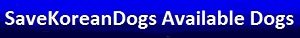 http://savekoreandogs.org/dogs-available-for-adoption/?utm_source=sendinblue&utm_campaign=Andong_Gokseong_Naju&utm_medium=email