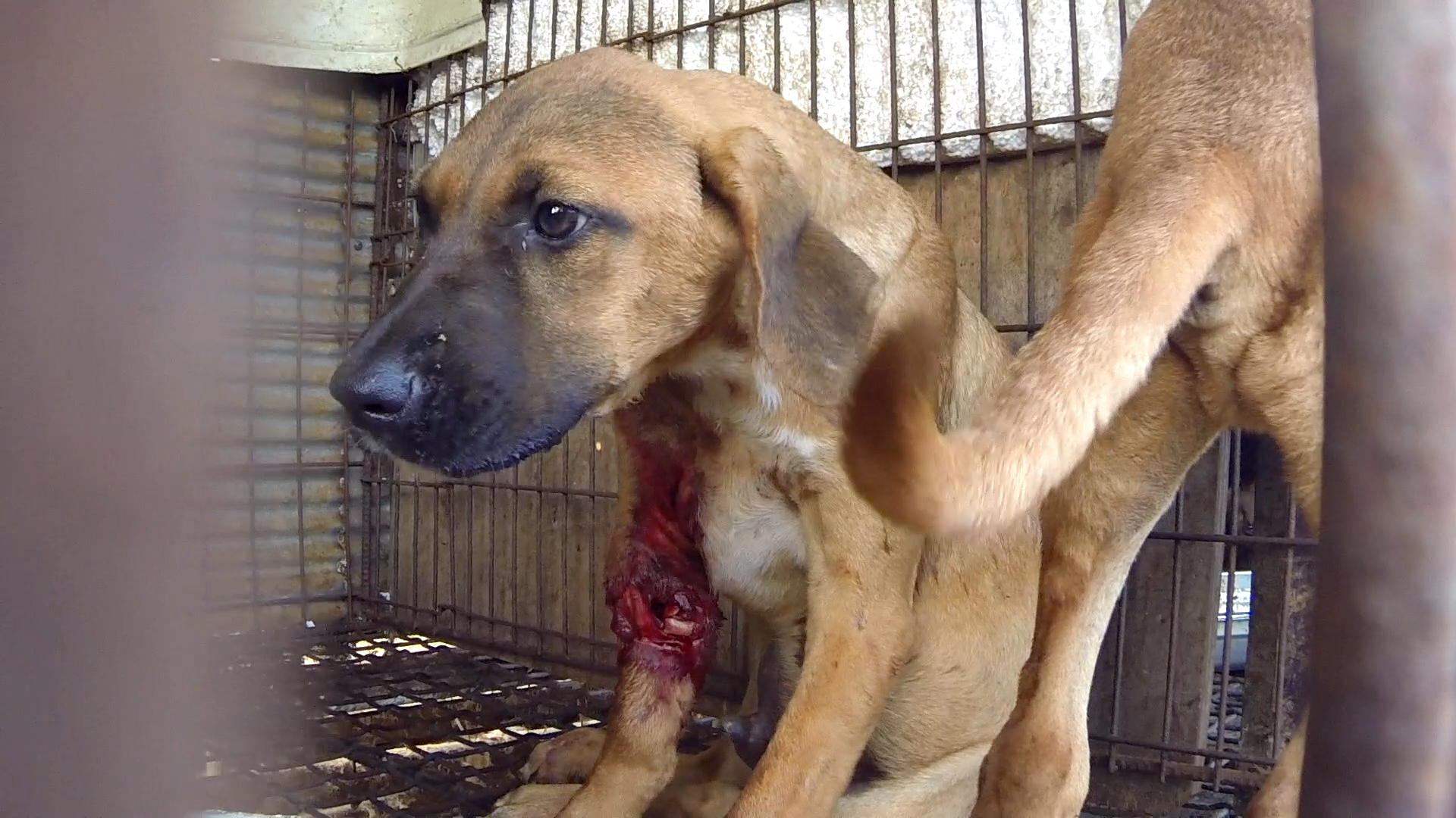 The Korea Observer’s documentary “The Dog Meat Professional: South Korea”.