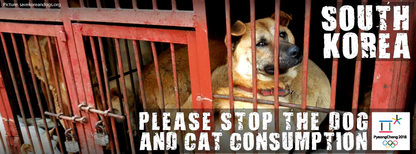 Team USA: Take a stand in Pyeongchang 2018 against the dog and cat meat trade!