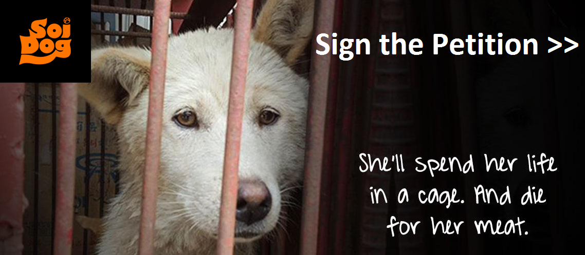 HELP SHUT DOWN SHOCKING ‘MEAT DOG’ FARMS IN SOUTH KOREA