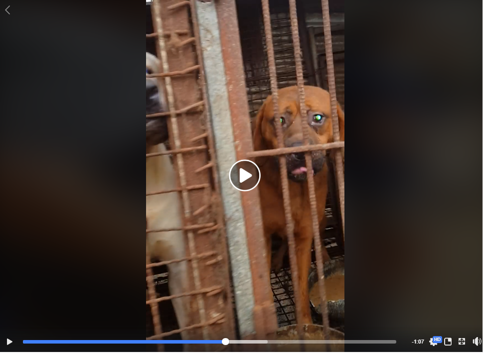 https://www.facebook.com/SaveKoreanDogs/videos/1166960026787389/?utm_source=sendinblue&utm_campaign=Help_keep_Nami_and_SaveKoreanDogsorg_save_dogs_from_hellish_South_Korean_dog_meat_industry&utm_medium=email