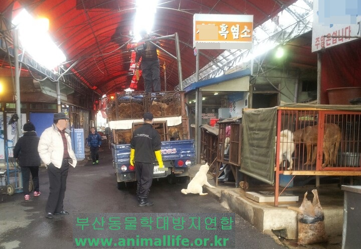 [Shocking Report] Scene of dog hanging at the Busan Gupo market! Please join us in reporting this case!