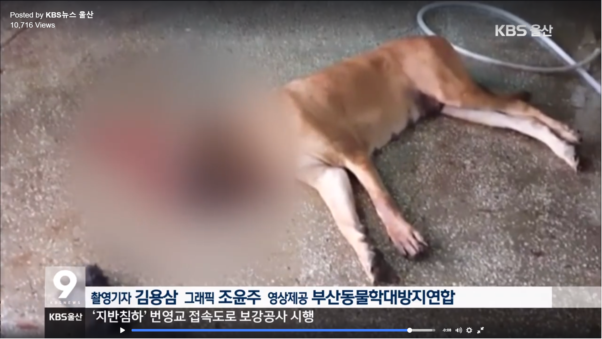 Ulsan Dog Meat Market illegal dog slaughter… Knife stuck in throat, gasping in agony