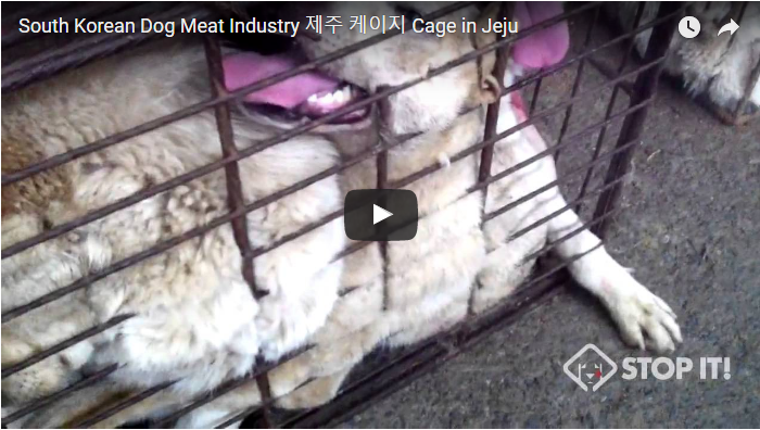 South Korean Dog Meat Industry 제주 케이지 Cage in Jeju
