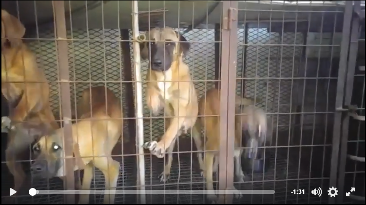 SaveKoreanDogs need your partnership to save the Korean dogs.