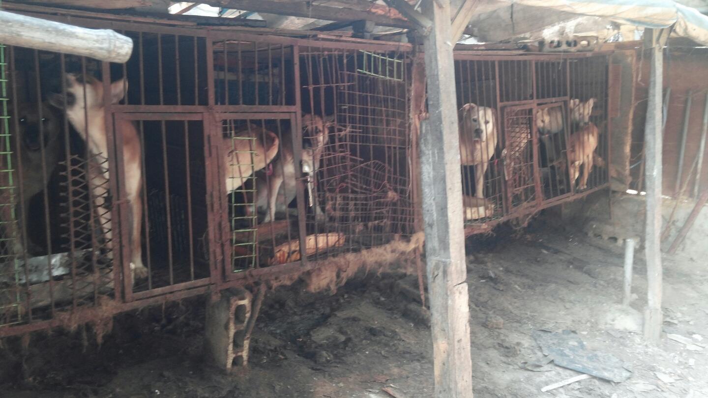 Hell on Earth, Yangsan Sangbuk-myeon Dog Farm.