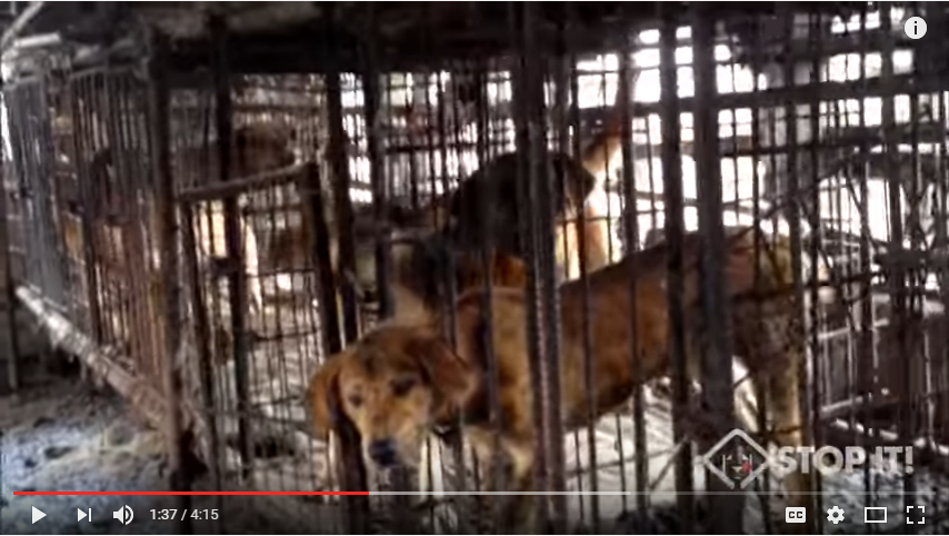 Namyangju - South Korean Dog Meat Industry 남양주 개농장, 도살장 