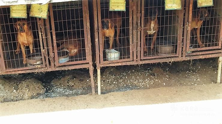 Korean local governments are using taxes from their citizens to support meat dog farms. Are they out of their minds?